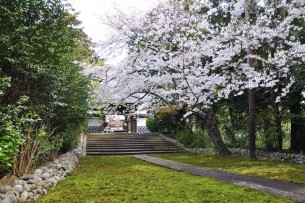 参道の桜開花時