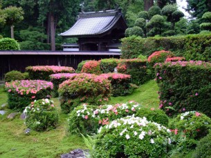 庭園 客殿南側 開花時