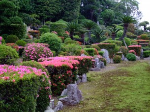 庭園 客殿西側 開花時